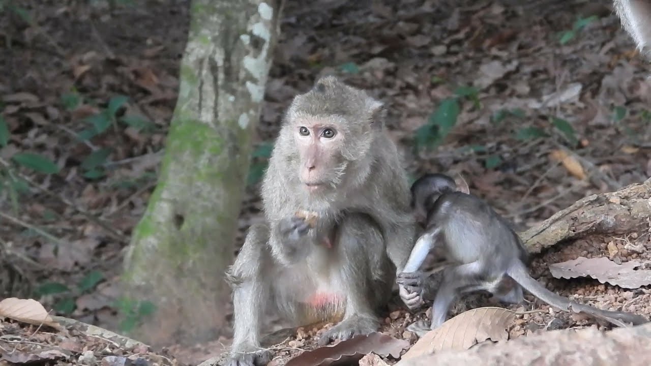 New update Poor monkey Marri with baby Mira come close people now