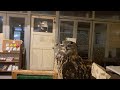 ふくろうママのフクロウライブ
