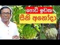 How to grow Custard Apple in a pot |පිළිකානාශක ගුණ ඇති සීනි අනෝදා | Ceylon Agri | Episode 106