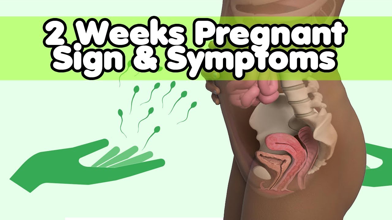 2 Weeks Pregnant Signs And Symptoms Youtube