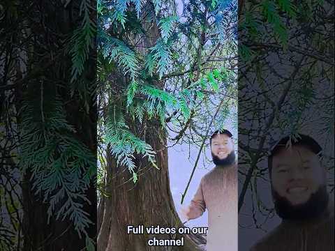 درخت سرو قرمز غربی درختان دارویی سدر قرمز غربی سدر درخت طبیعت پزشکی