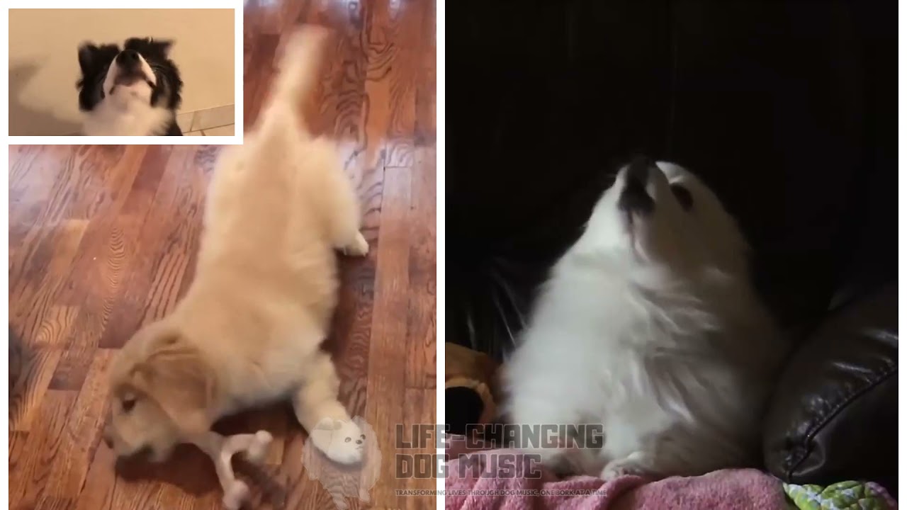 Jingle Bell Rock but Dogs Sung It (Dogs Version Cover) YouTube