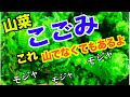 【こごみ】の食べ方！簡単シンプルにサラダ感覚なこごみをおひたしと胡麻和えに