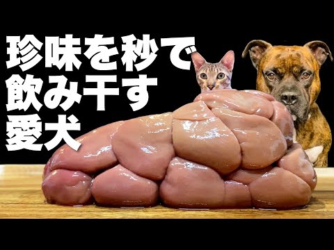 【大食い犬ASMR】珍しいお肉を頂いたのでツルッと飲み干してみた愛犬www【飯テロ/MUKBANG】