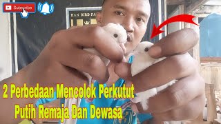 Perbedaan Perkutut Putih Remaja Dan Perkutut Putih Dewasa