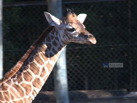 Vídeo: Un Altre Zoo Per Matar La Jirafa Jove! Hauríem De Renunciar Als Zoos?