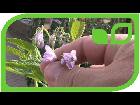 Vidéo: Pepino Plant Care : informations sur les arbustes de melon pépino