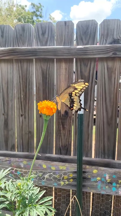 BUTTERFLY 🦋🦋🦋