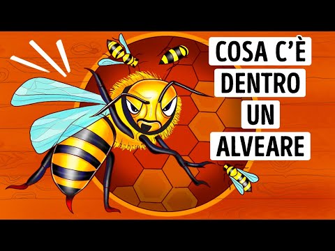 Video: Cos'è un apiario?