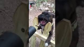 Golden Tier Pet Fails (Wait for the last one!) 🐶🐱 #cats #cat #babyanimals #cute #pets #fall #dogs