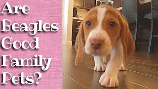 Are Beagles Good Family Pets?