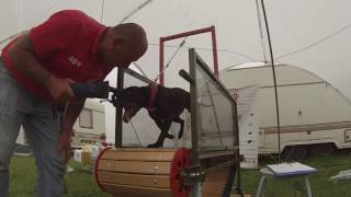 6Th K9 European Cup Firepaw Treadmill Race