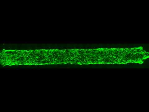 Microfluidic Self Assembly In Secondary Crosslinked CLD3 Scaffold G 60kPA 