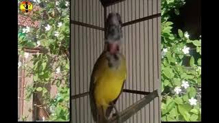 Burung Samyong Gacor Aduhai Suaranya