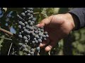 دیدار از گوی‌گل؛ مهد شراب‌سازی آذربایجان