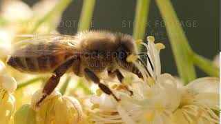 Bee collecting pollen from a flower of the tree