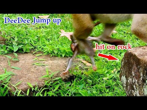 baby monkey crying for milk Because DeeDee jump up made Daniela crushed on hard rock
