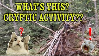 IS THERE A CRYPTIC IN MAINE?? BIGFOOT ACTIVITY!!