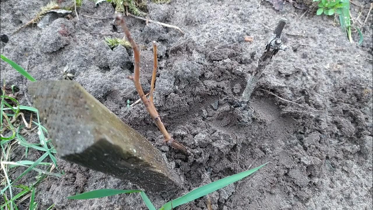 Почернели розы после зимы что делать видео. Розы после зимы почернели. розы после зимы почернели что делать. реанимация роз после зимы почернели. если розы почернели после зимы.