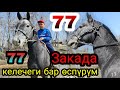 Конный ЗАВОД  77  ЗАКАДА  өспүрүм чыкты 28.03.2022