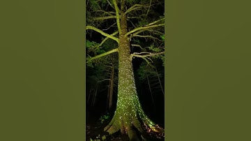 A huge tree in the forest at night - AI Video
