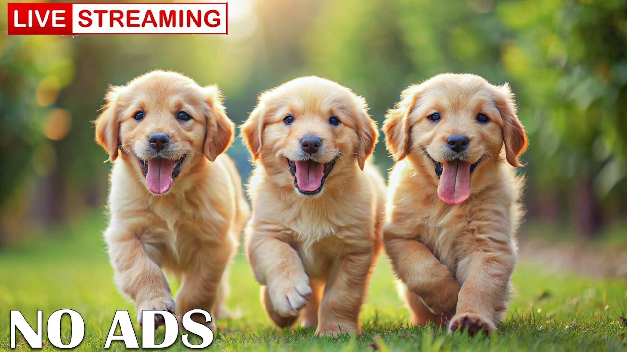 DOG TV: Entertain Dogs All Day, Reduce Anxiety When Home Alone | Relaxing Music for Dogs💖