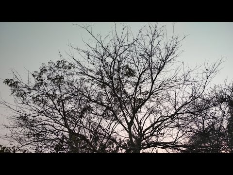 Raga on guitar (Sitar style guitar playing) by Khandkar Nazmus Sakib