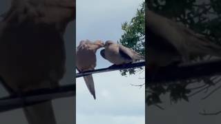 Meaning of two mourning doves perched together on a wire. 🕊️🕊️#love #peace #loyalty
