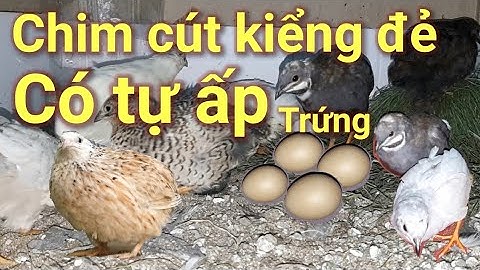 Chim Cút(Kiểng) Thái Lan nuôi đẻ có tự ấp trứng,hay cần đến mấy ấp trứng...