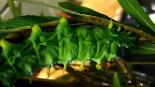 Cecropia Caterpillar in motion