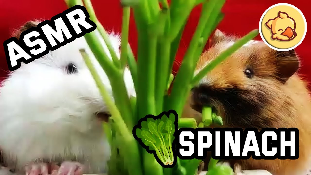 Guinea Pig Eating ASMR #01 Spinach