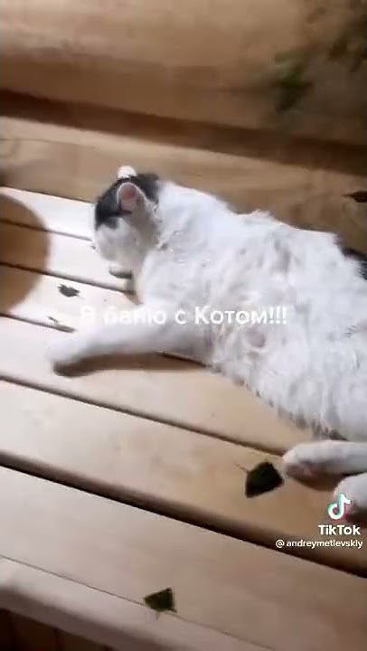 В баню с котом - YouTube