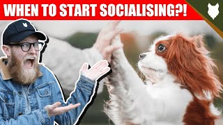 WHEN TO START SOCIALISING MY SPANIEL PUPPY