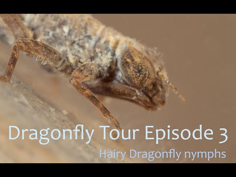 Dragonfly Tour Ep3 - Hairy Dragonfly Nymphs