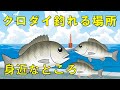 【クロダイ（チヌ）】結局は場所！釣れるポイント７選と時期と時間帯