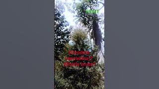 Growing local gardening #deodara #cedar #bottlebrush #garden #flowers #farming #nature đđ