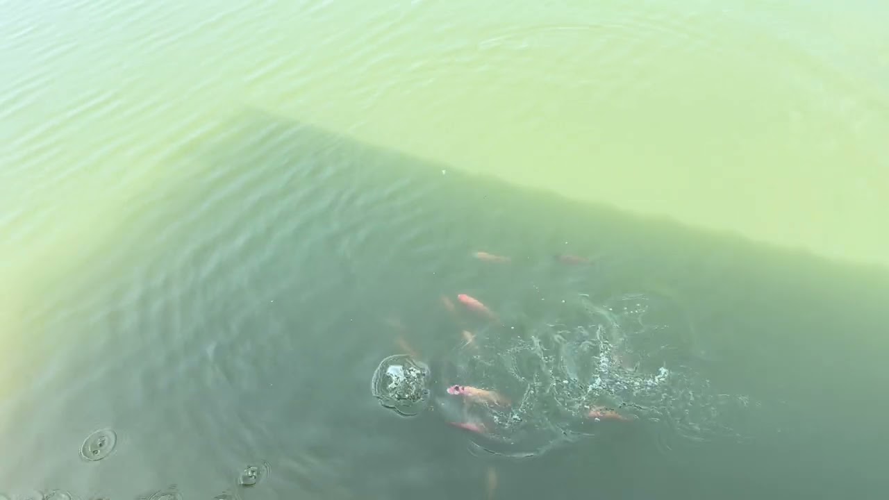 នាំកូនមកញាំអីម្តង