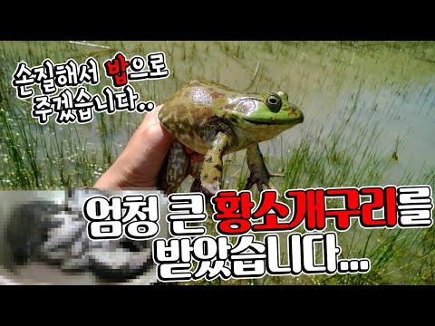 악어 밥주겠다고 진짜 <strong>황소개구리</strong> 손질하기!!  껍질벗기기 실화,,,?