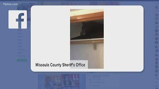 Bear on a shelf surprises sheriff's office