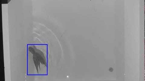 Object Tracking | OpenCV