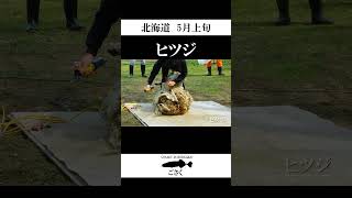 【北海道】ヒツジ #shorts