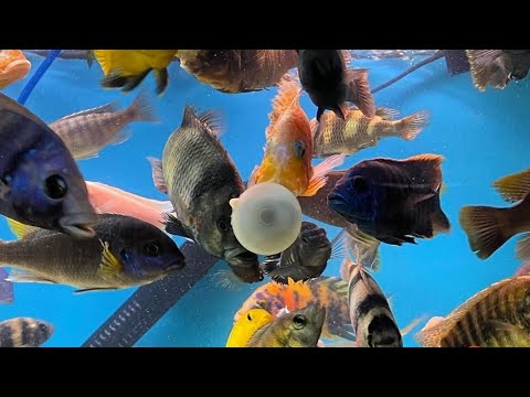 اطعام اسماك الزينه وطريقة التغذية السليمة