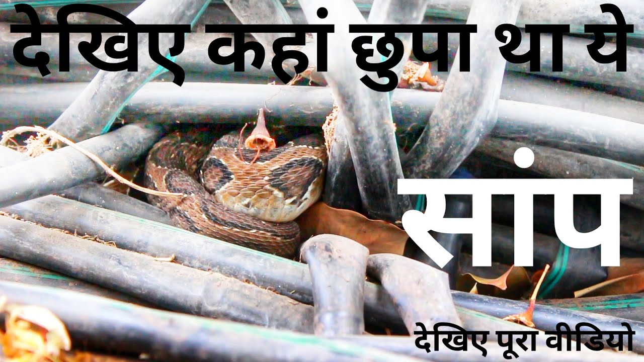 video phone beyonce mp3 देखिए कहां छिपा था ये सांप/Rescue Russell's viper( Venomous snake)
