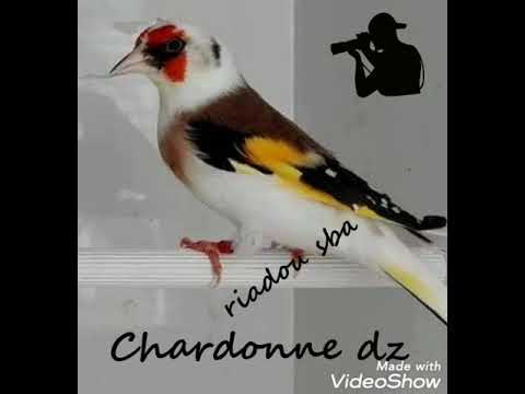 Chant Chardonneret Souk Ahrass Kasta Kasta