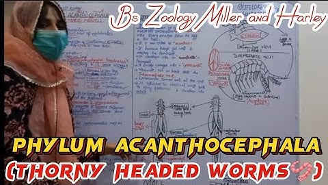 Phylum Acanthocephala || Thorny headed worms || Life Cycle of Acanthocephala || Bsc zoology