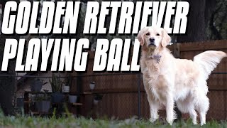 Jovie the Golden Retriever - Barks & Ball by Adrian Bennett 86 views 2 years ago 1 minute, 34 seconds