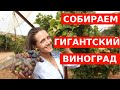 СОБИРАЕМ ГИГАНТСКИЙ СЛАДКИЙ ВИНОГРАД БЕЗ КОСТОЧЕК!