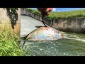 GIANT Live Bait Hooks BIG MYSTERY Spillway Fish!!! (Non-stop Action!)