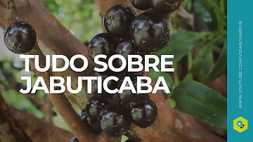 É verdade que a jabuticaba só existe no Brasil?