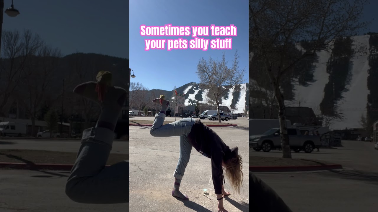 Dumb Tricks #gcc #birds #shorts #short #parrot #freeflight #conure #cute #pets #pettraining #funny